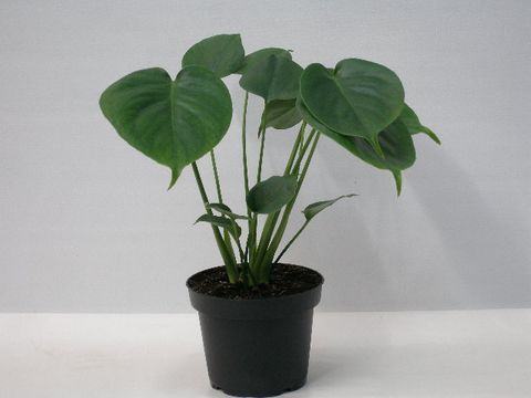 Monstera deliciosa