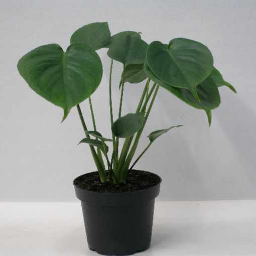 Monstera deliciosa