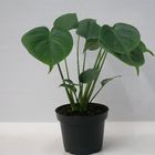 Monstera deliciosa