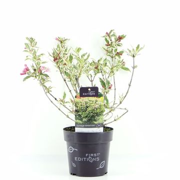 Weigela florida RAINBOW SENSATION