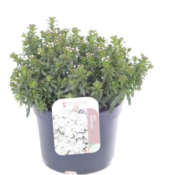 Iberis sempervirens SNOWFLAKE