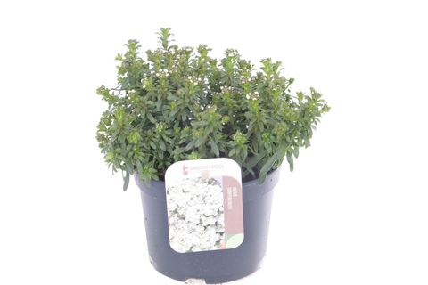 Iberis sempervirens SNOWFLAKE