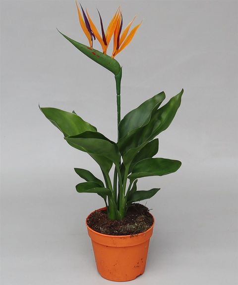 Strelitzia reginae