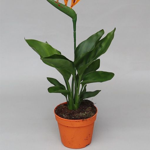 Strelitzia reginae