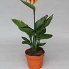 Strelitzia reginae