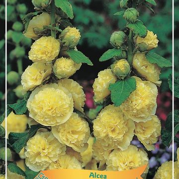 Alcea rosea 'Chater's Double Yellow'