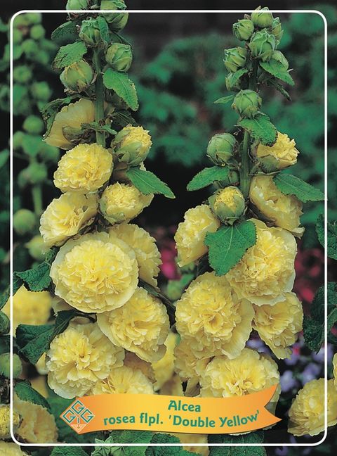 Alcea rosea 'Chater's Double Yellow'