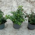 Fuchsia MIX