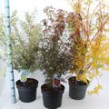 Acer palmatum MIX
