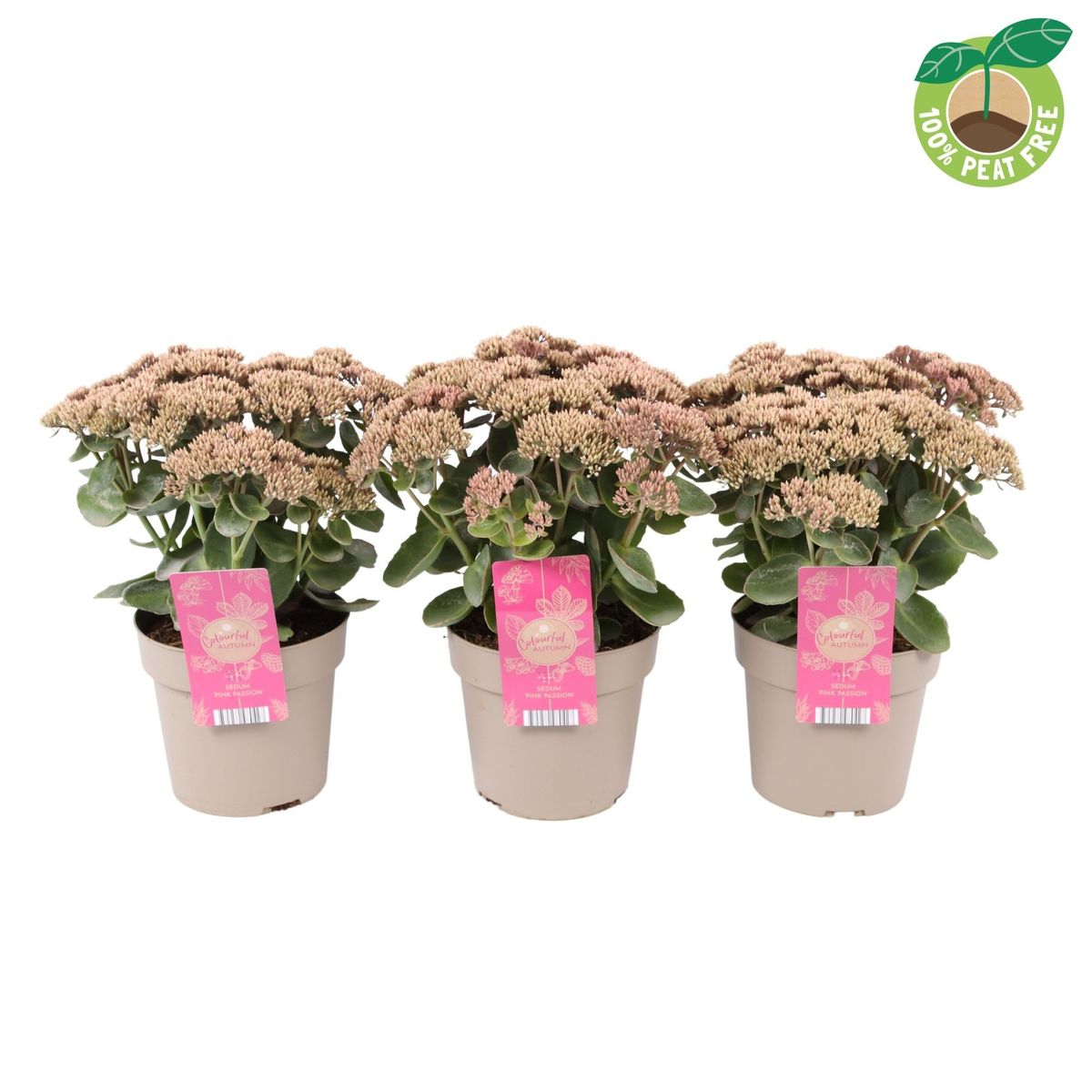 Sedum Telephium SEDUCTION PINK PASSION Plant Wholesale FlorAccess sedum-telephium-seduction-pink-passion-plant-wholesale-floraccess