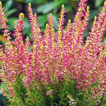 Calluna vulgaris GARDEN GIRLS GOLDEN ANGIE