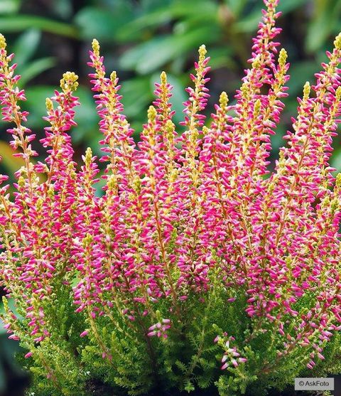 Calluna vulgaris GARDEN GIRLS GOLDEN ANGIE