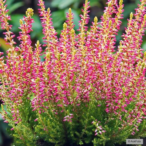 Calluna vulgaris GARDEN GIRLS GOLDEN ANGIE