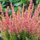 Calluna vulgaris GARDEN GIRLS GOLDEN ANGIE