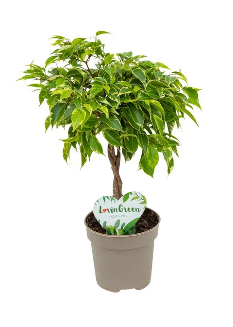 Ficus benjamina BUSHY KING