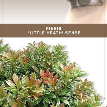 Pieris japonica 'Little Heath'