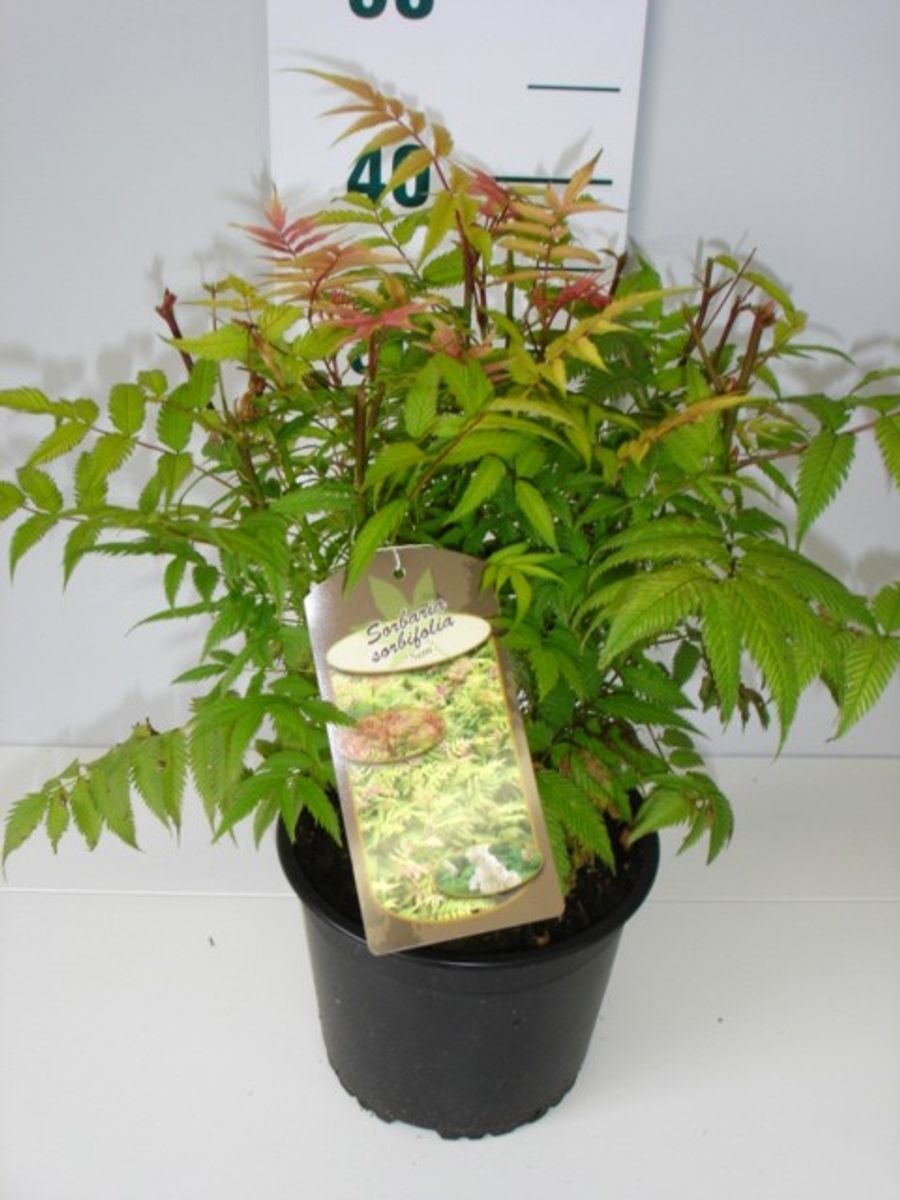 Sorbaria sorbifolia 'Sem' — Plant Wholesale FlorAccess