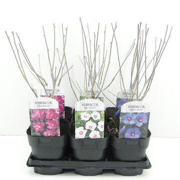 Hibiscus syriacus MIX
