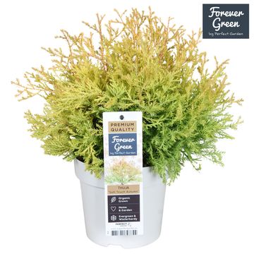 Thuja occidentalis 'Mr Bowling Ball'