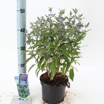 Caryopteris x clandonensis GRAND BLEU