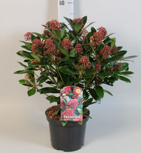 Skimmia japonica 'Rubella'