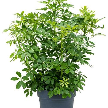 Schefflera arboricola