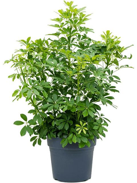 Schefflera arboricola