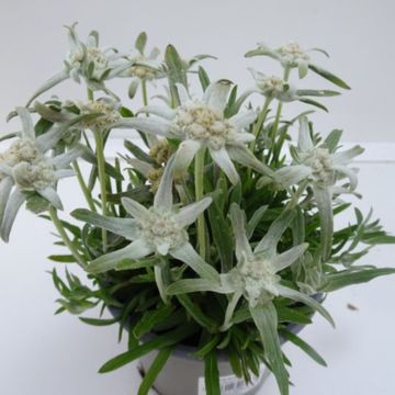 Leontopodium alpinum 'Everest'