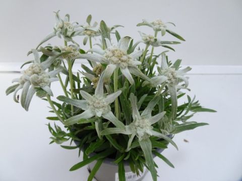 Leontopodium alpinum 'Everest'