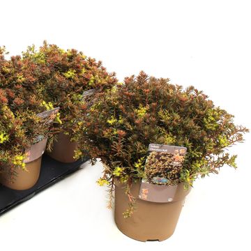 Sedum 'Chocolate Ball'