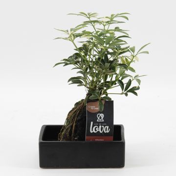 Schefflera 'Luseana Variegata'