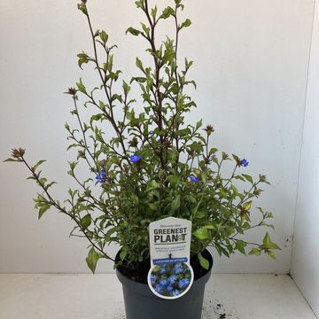 Ceratostigma willmottianum