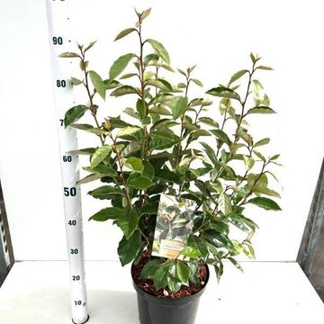 Elaeagnus x ebbingei