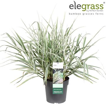 Arundo donax 'Variegata'