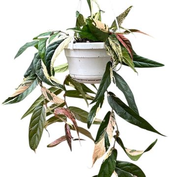 Ficus sagittata 'Variegata Pink'