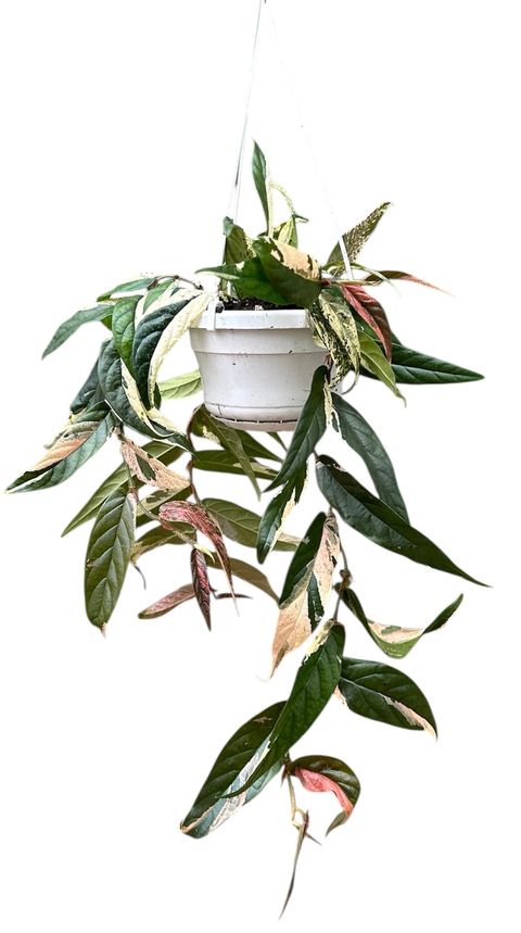 Ficus sagittata 'Variegata Pink'