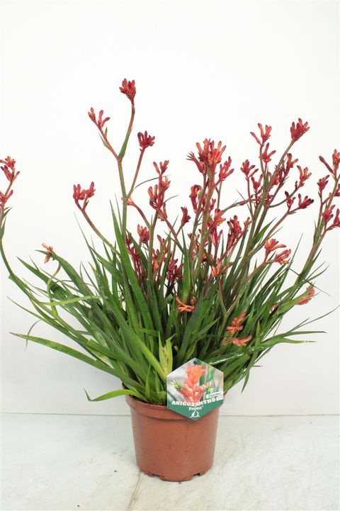 Anigozanthos 'Bush Inferno'