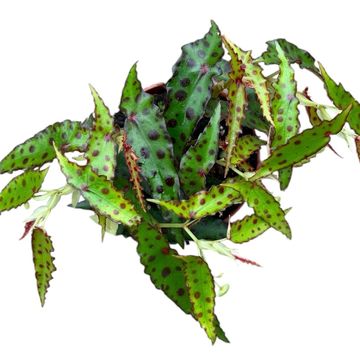 Begonia amphioxus