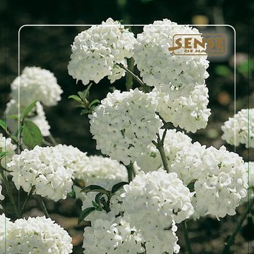 Viburnum 'Eskimo'