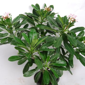 Plumeria obtusa 'Singapore Pink'