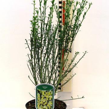 Cytisus 'Luna'