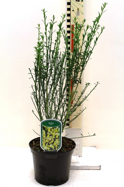 Cytisus 'Луна'