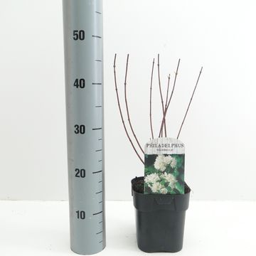 Philadelphus 'Snowbelle'