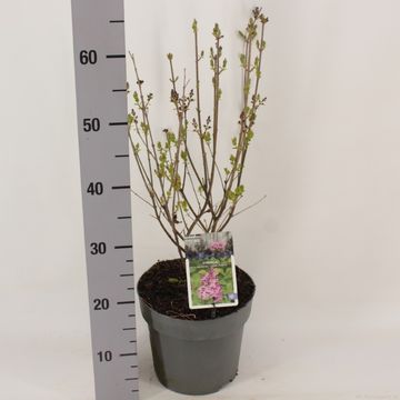 Syringa BLOOMERANG DARK PURPLE