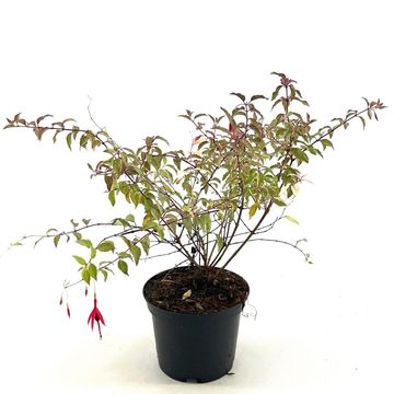 Fuchsia magellanica 'Versicolor'