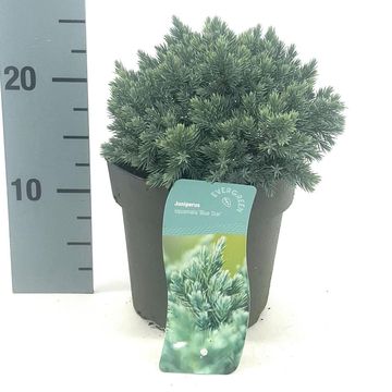 Джуниперус squamata 'Блю Стар'