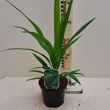 Cordyline australis EMERALD STAR