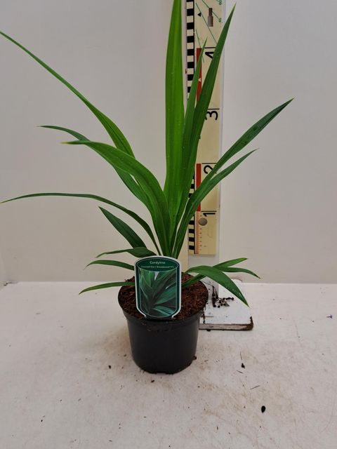 Cordyline australis EMERALD STAR