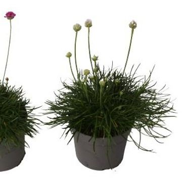 Armeria maritima MIX