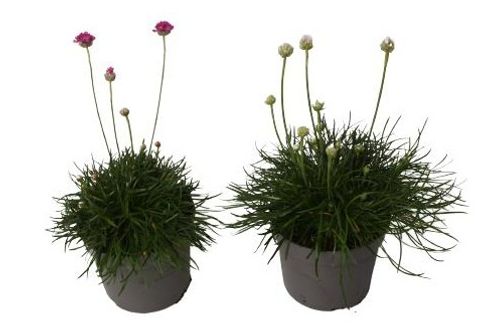 Armeria maritima MIX